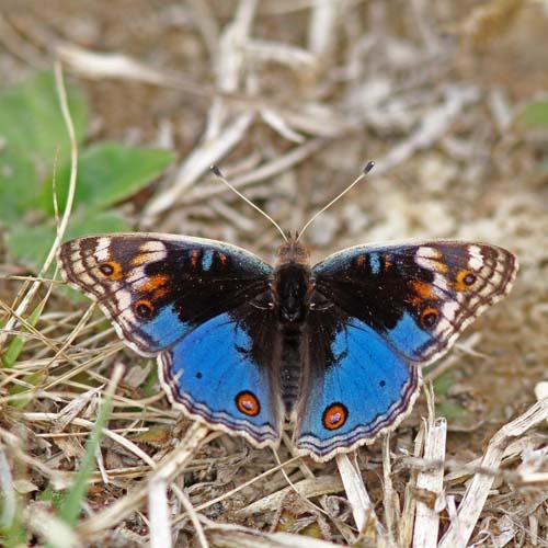 Réf. 83 950 : Junonia orithya