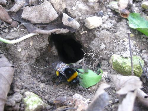 Bombus sp.