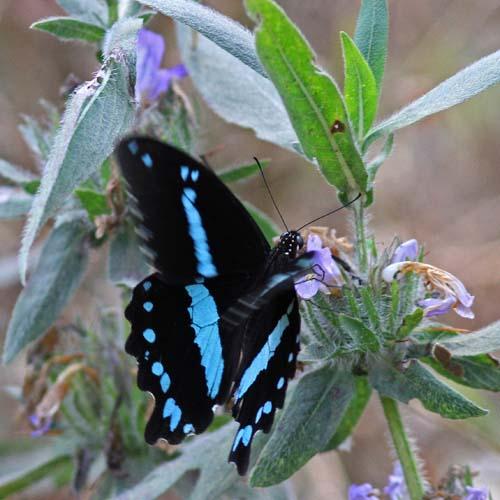 Papilio nireus
