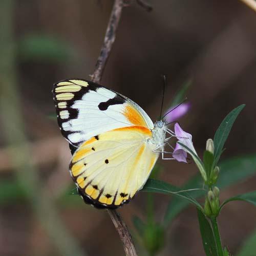 Belenois calypso