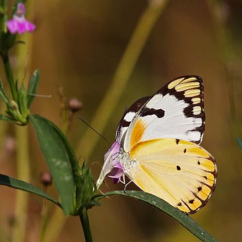 Belenois calypso