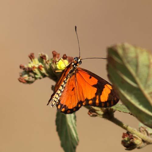 Réf. 83 956 : Acraea ventura