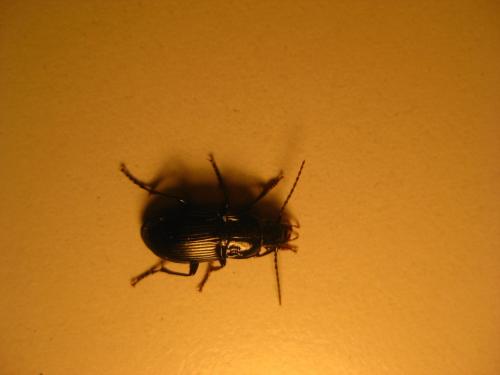 Abax ovalis
