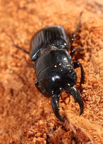 Ceruchus chrysomelinus