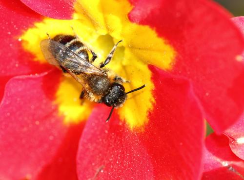 Andrena sp.