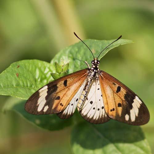 Acraea encedon