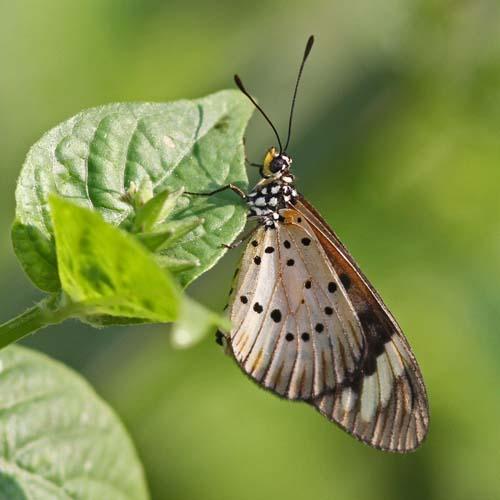 Acraea encedon