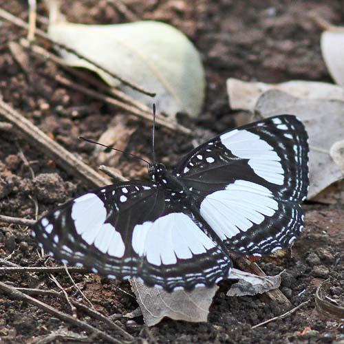 Neptis serena
