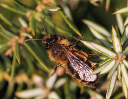Andrena sp.
