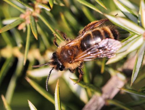Andrena sp.