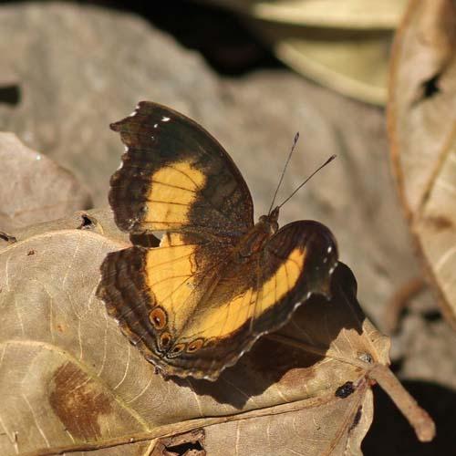 Réf. 83 962 : Junonia terea