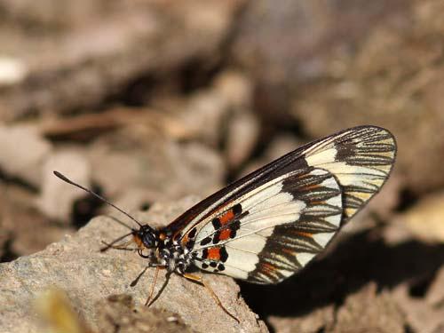 Réf. 83 964 : Acraea sotikensis