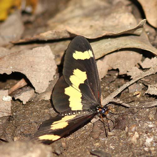 Acraea sotikensis