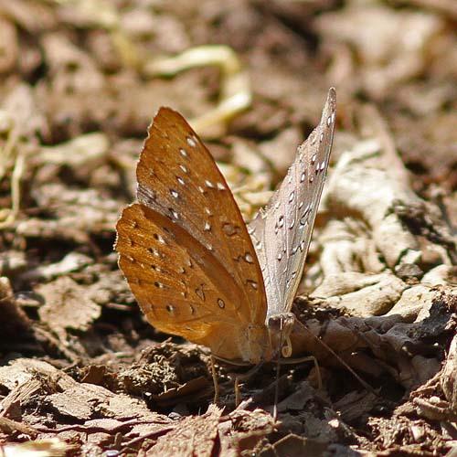 Réf. 83 965 : Hamanumida daedalus