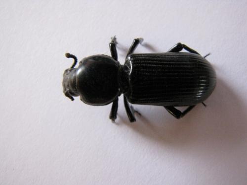 Réf. 83 046 : Chiroscelis digitata digitata
