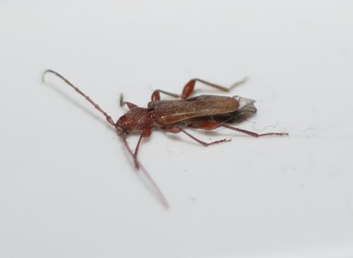 Phymatodes testaceus