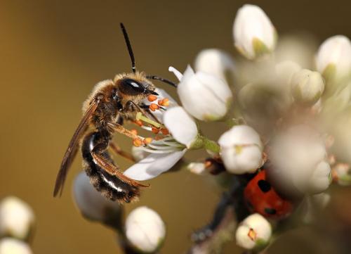Lasioglossum xanthopus