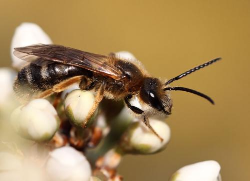 Lasioglossum xanthopus