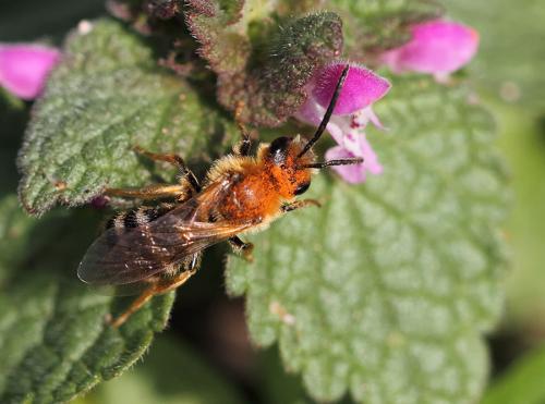Lasioglossum sp.