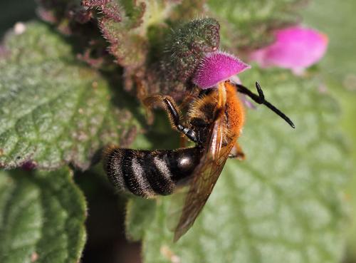 Lasioglossum sp.