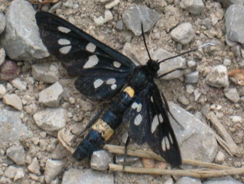 Amata phegea