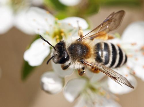 Andrena gravida