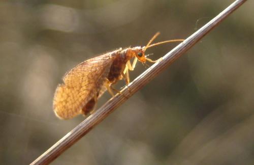 Micromus angulatus