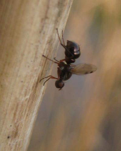 Sepsis sp.