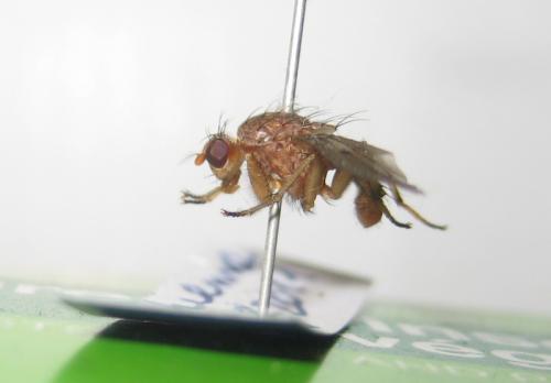 Réf. 83 151 : Suillia affinis