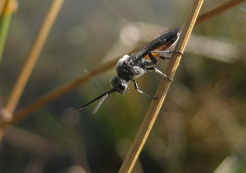 Dolerus sp.