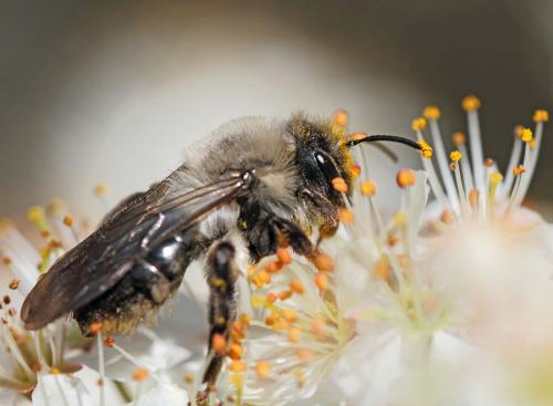 Réf. 83 233 : Andrena vaga