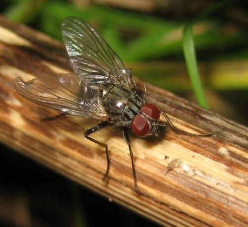 Réf. 83 807 : Phaonia palpata