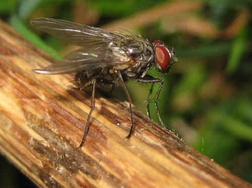 Réf. 83 808 : Phaonia palpata
