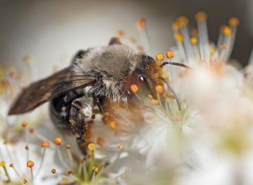 Andrena vaga