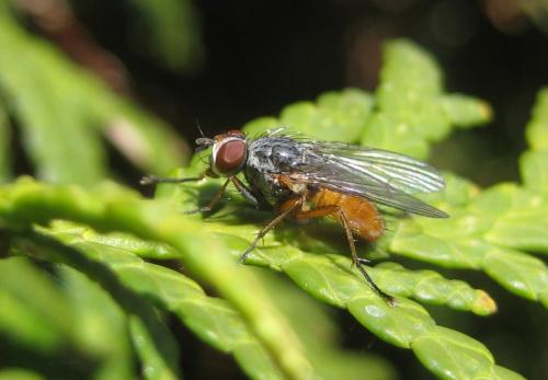 Réf. 83 529 : Pegomya bicolor