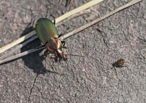 Réf. 83 468 : Poecilus cupreus