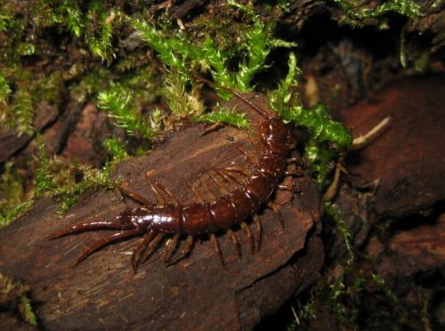 Réf. 83 824 : Lithobius pilicornis