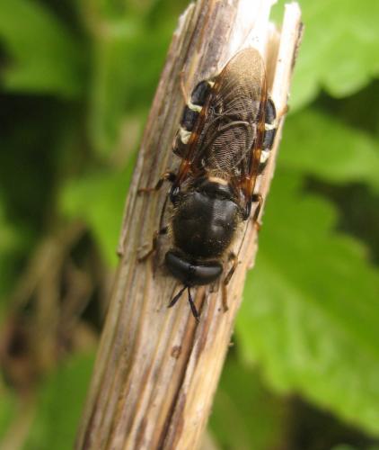 Stratiomys singularior