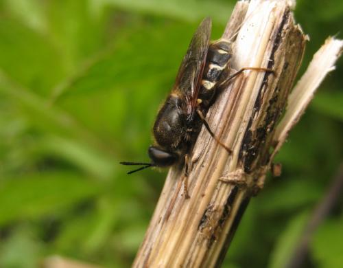 Réf. 83 944 : Stratiomys singularior