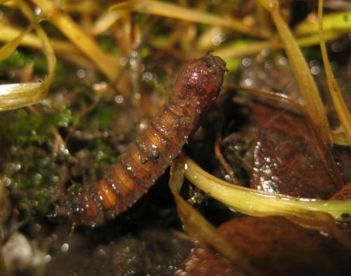 Stratiomys singularior