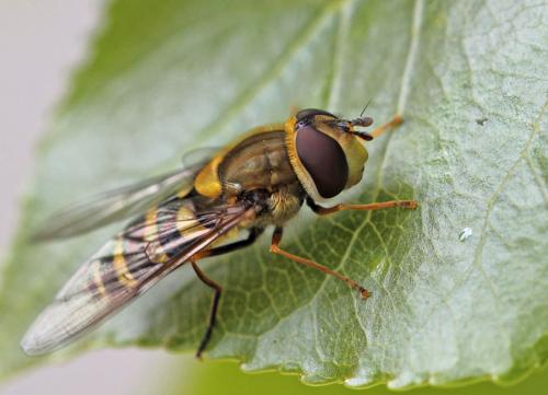 Réf. 83 701 : Syrphus vitripennis
