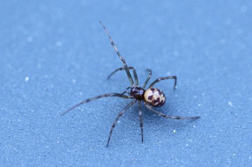 Steatoda triangulosa