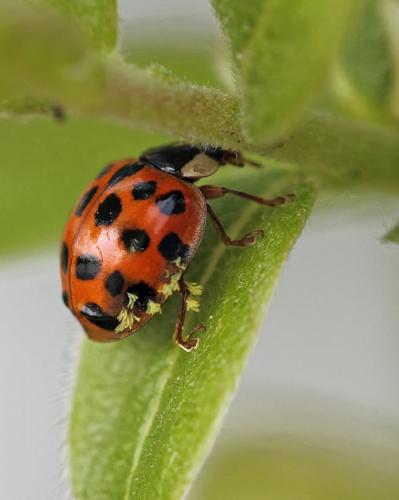 Harmonia axyridis