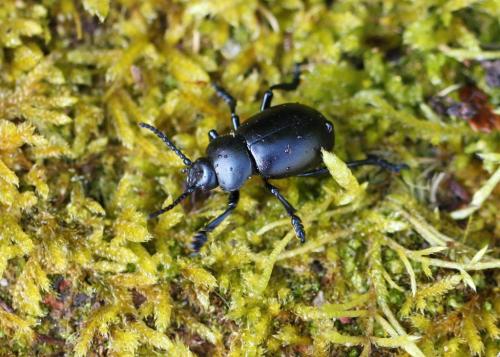 Timarcha tenebricosa