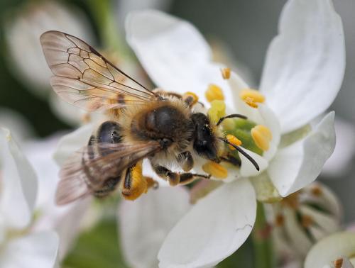 Andrena gravida