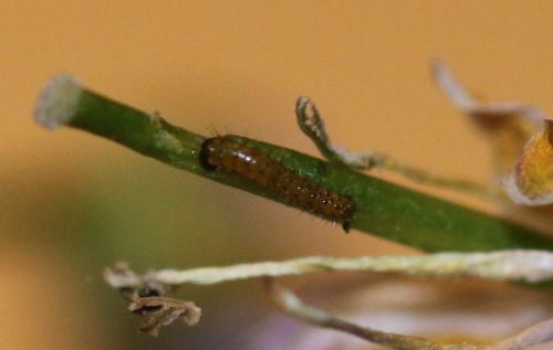 Anthocharis cardamines