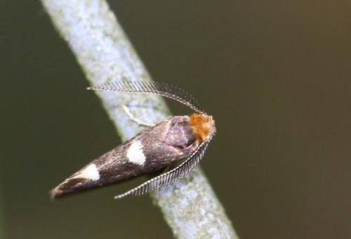 Incurvaria masculella