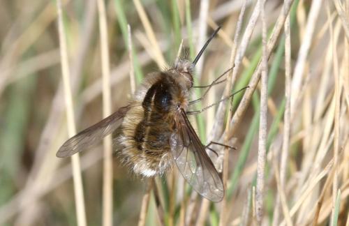 Bombylius analis