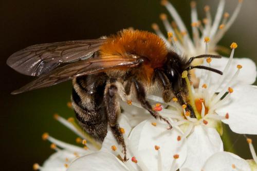 Andrena nitida