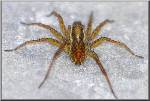 Réf. 83 496 : Pardosa nigriceps